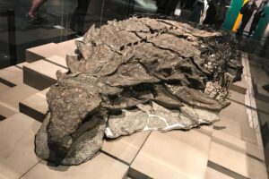 Borealopelta-the-Suncor-Nodosaur